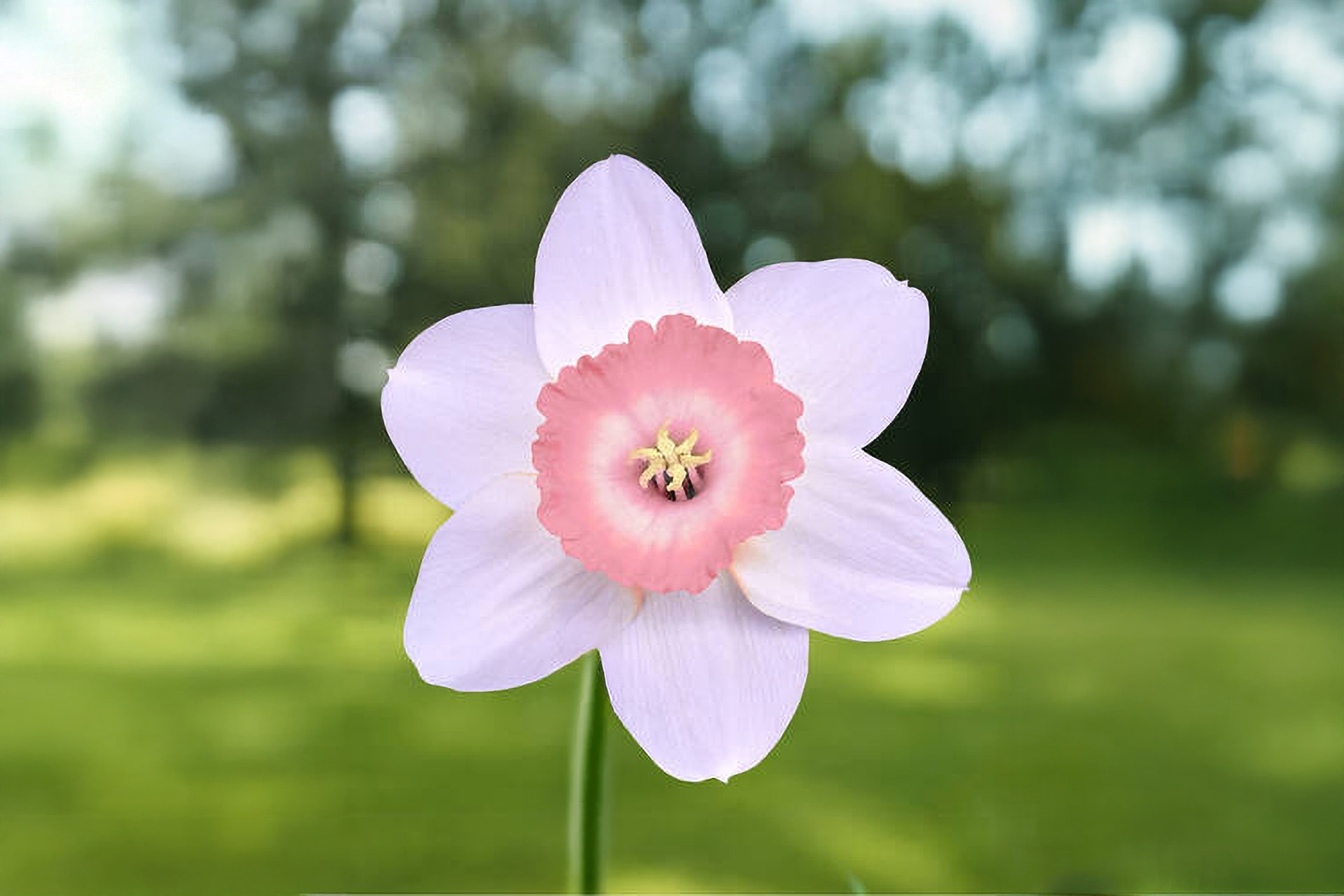 Beitragbild_5_Blüte