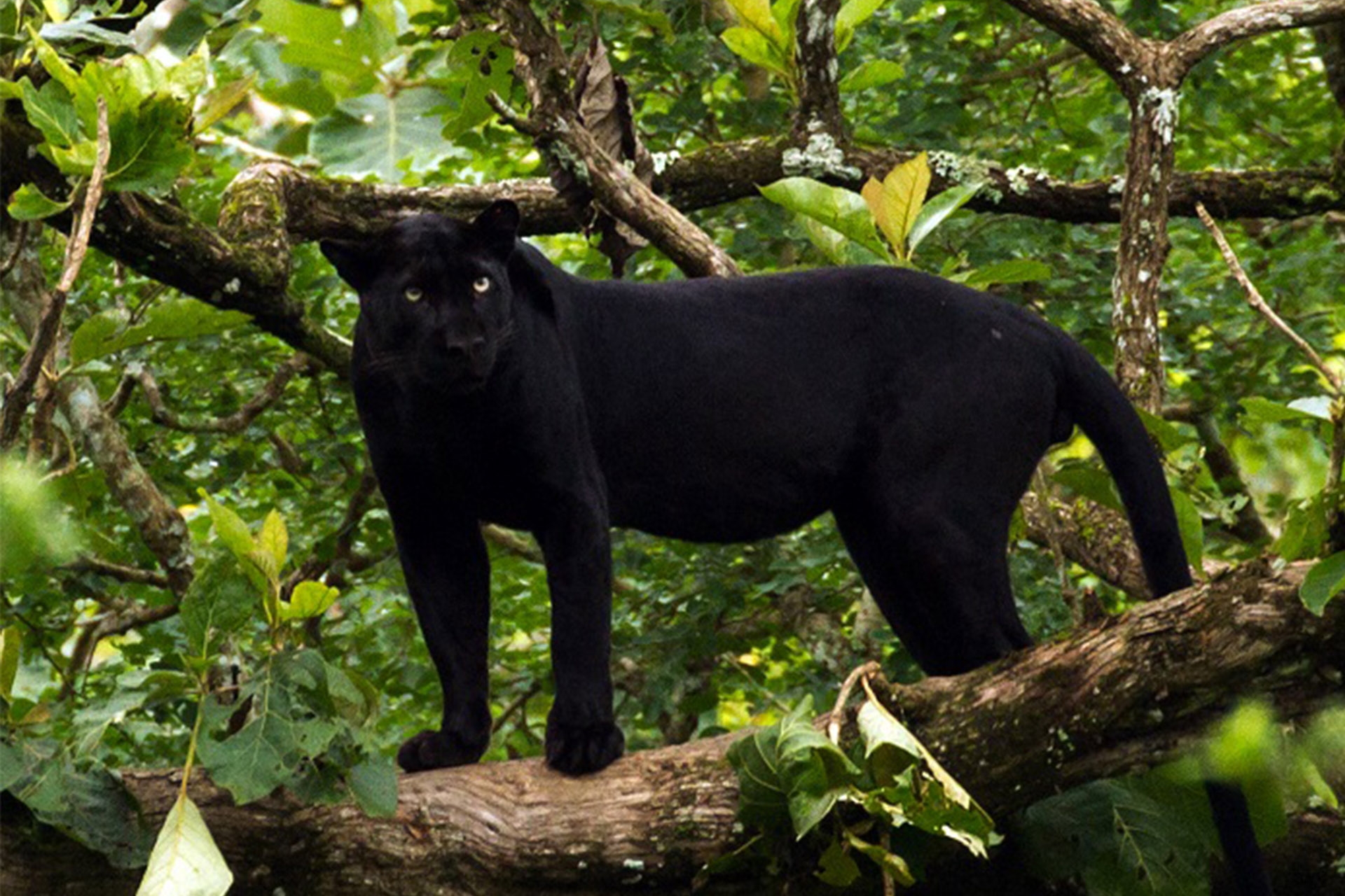 Beitragsbild_0001_Black_Panther_-_India Beitragsbild_0001_Black_Panther_-_India