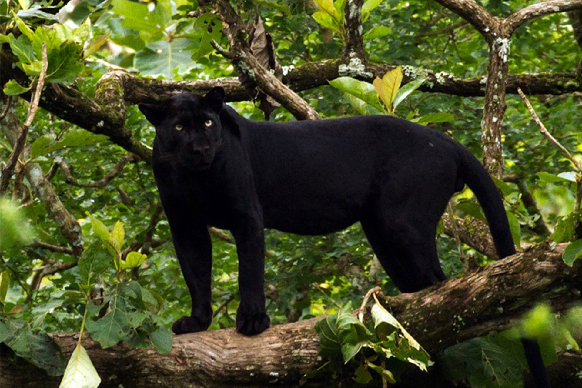 Beitragsbild_0001_Black_Panther_-_India