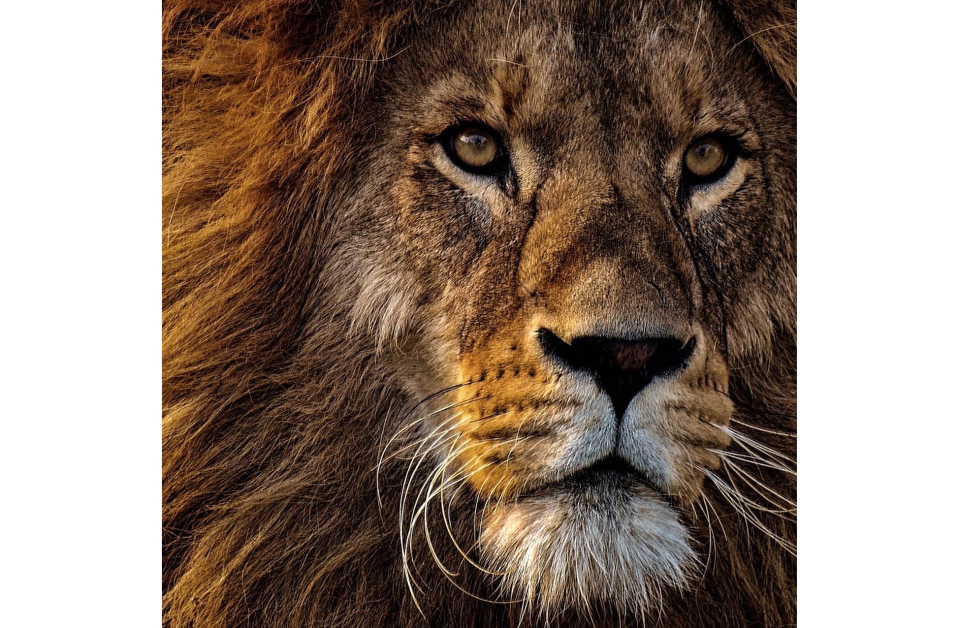 Gute Gebrüllt_0002_Beitragsbild- Löwe Gute Gebrüllt_0002_Beitragsbild- Löwe