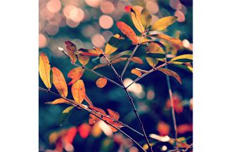 herbstlaub
