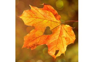 herbstblatt