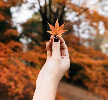 herbstlaub