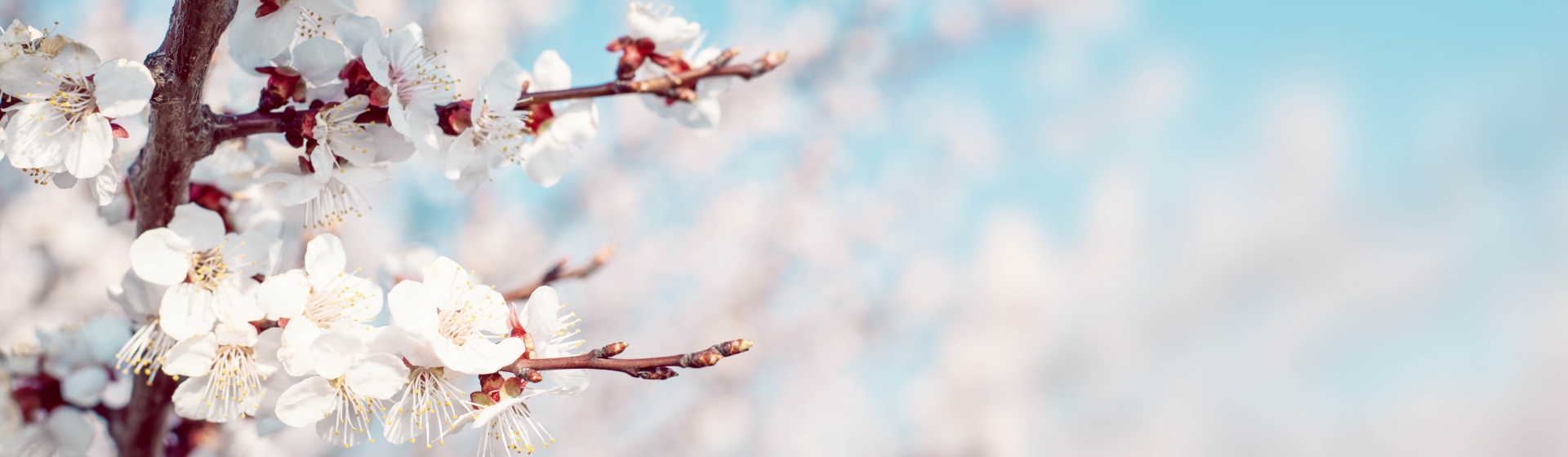 Schmuckauswahl von Juwelier Leicht für den Frühling spring-luxury-jewelry-schmuck-frühling