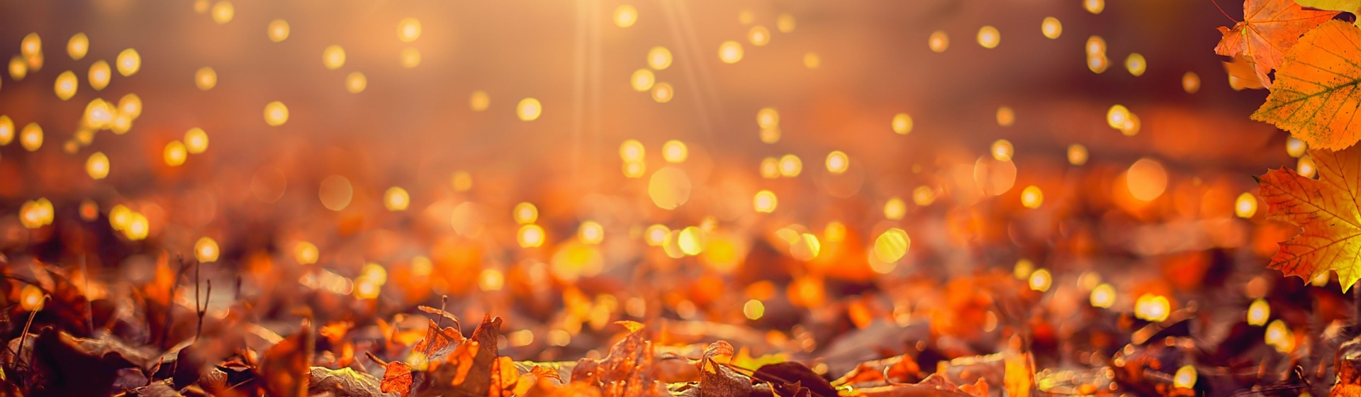 autumn-dt-luxury-jewelry-watches autumn-dt-luxury-jewelry-watches