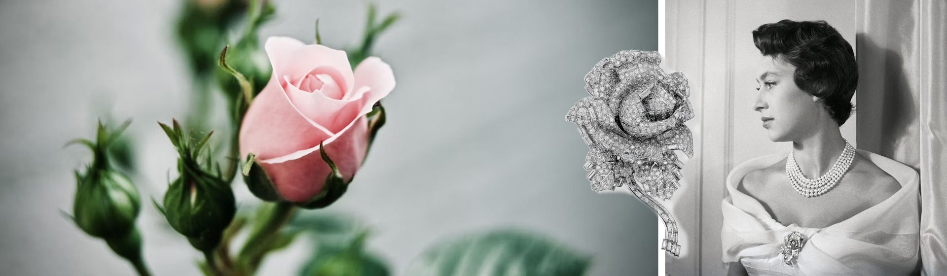 Rose_Header_Desktop_3840x1120px Rose_Header_Desktop_3840x1120px