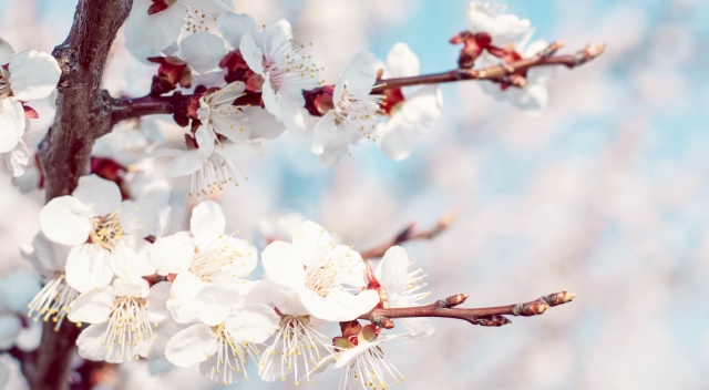 1280x704-spring-luxury-jewelry-schmuck-frühling 1280x704-spring-luxury-jewelry-schmuck-frühling