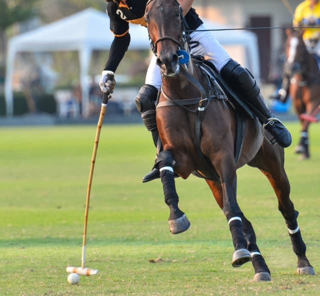 Polo-Dresden-SliderMobil_640x592