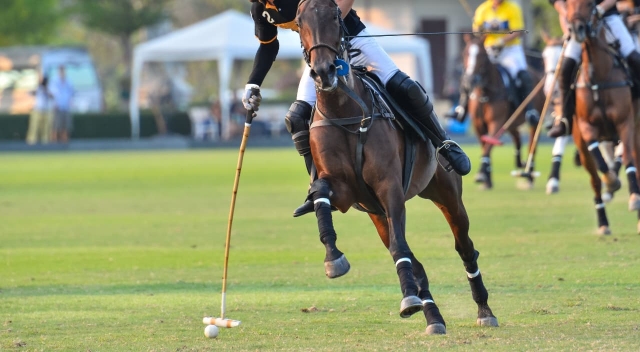 Polo-Dresden-Slidermobil1280x704 Polo-Dresden-Slidermobil1280x704